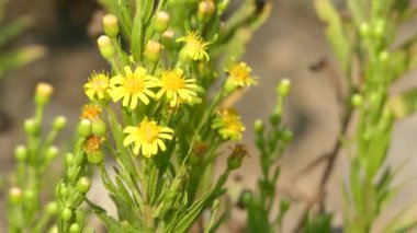 Dittrichia değil, olarak da bilinen yanlış yellowhead, odunsu yapışkan sarı fleabane, daisy ailesindeki çiçekli bitkidir. Akdeniz Havzası boyunca son derece dallanma uzun ömürlü Dittrichia değil mi