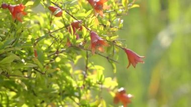 Nar, botanik adı Punica granatum nana, meyve taşıyan yaprak döken bir çalı veya küçük ağaç aile Lythraceae var. Günümüz Iran bölgede kaynaklı bir büyü.