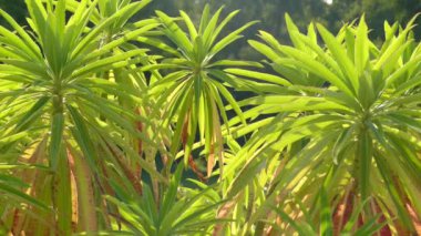 Atatürk mellifera (Kanarya spurge, bal spurge, Tithymalus melliferus Moench) familyasından bir bitki spurge aile Sütleğengiller, Madeira için yerel.