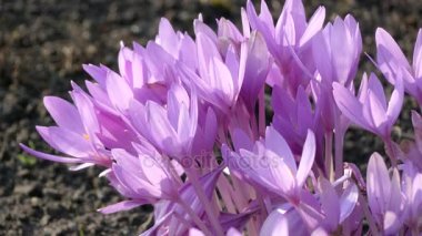 Colchicum autumnale, yaygın sonbahar crocus, çayır safranı ya da çıplak kadın, bilinen gerçek çiğdemler benzer bir sonbaharda çiçek açan çiçektir ama Colchicaceae bitki ailesinin üyesidir.