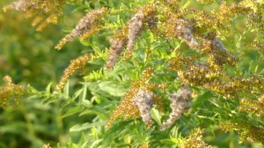 Solidago kızgözü Kuzey Amerika bitki türleri ayçiçeği ailedir. Onun ortak adları uzun boylu Altın Başak ve dev Altın Başak içerir. Devlet çiçektir Kentucky ve Nebraska Solidago kızgözü.