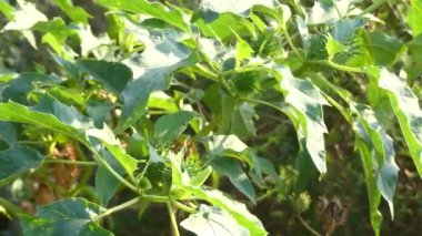 Ortak adları Jimson weed veya şeytanın snare, tarafından bilinen tatula tatula itüzümü aile bitkidir. Cehennemin çanları, tolguacha, Jamestown ot, pislik, locoweed, pricklyburr bitki adlarını içerir