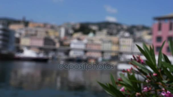 Nerium oleander je stálezelený keř nebo malý strom v rodině dogbane Apocynaceae, toxické ve všech jeho částech. Je to pouze druhy, které jsou v současné době zařazen do rodu Nerium. — Stock video