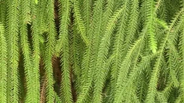 Le Dacrydium cupressinum, communément appelé rimu, est un grand conifère à feuilles persistantes endémique de la Nouvelle-Zélande. Il est membre du groupe des conifères du sud, les podocarpes . — Video