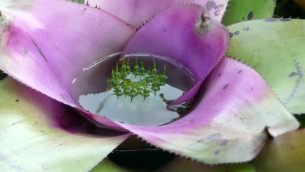 Neoregelia concentrica Plutonis is een geslacht van bromelia tot het genus Neoregelia. Deze soort is endemisch in Brazilië. — Stockvideo