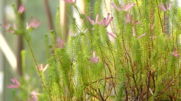 Overdracht van focus: Erica curviflora. Erica is een geslacht van ongeveer 860 soorten bloeiende planten uit de heifamilie (Ericaceae). — Stockvideo