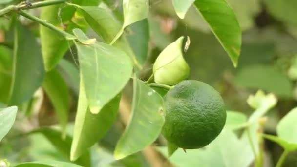 Amanatsu 或 natsumikan 是淡黄橙色柑橘混合水果，品种的柑橘 natsudaidai，被发现在 1740 年在日本山口县组. — 图库视频影像