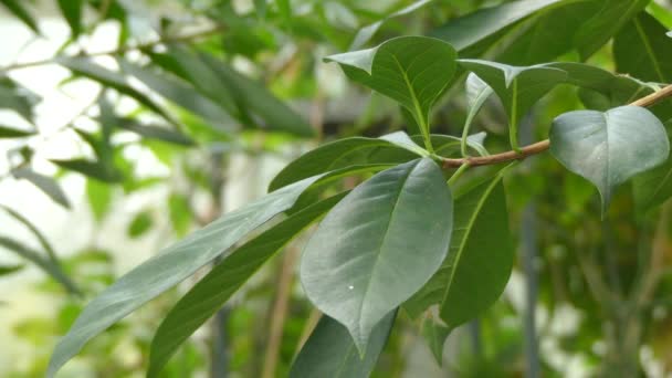 Hymenosporum flavum veya yerel frangipani, Queensland ve New South Wales Avustralya ve Yeni Gine için yerel olan rainforest ağacıdır. Cins Hymenosporum içinde tek türdür. — Stok video