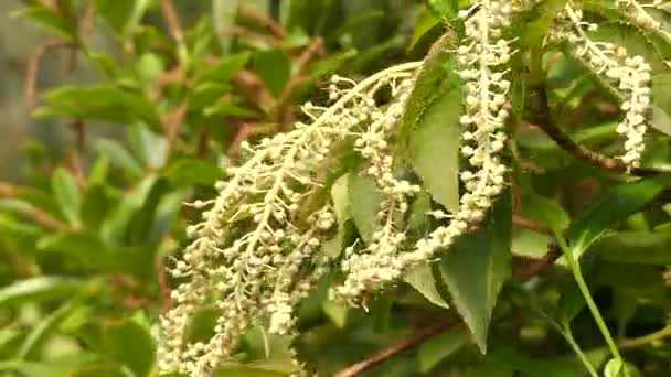 Clethra barbinervis är växtart i släktet Clethra av familjen Clethraceae, infödda till Fjärran Östern, från östra Kina, Korea och Japan. Äldre exemplar har attraktiva peeling bark. — Stockvideo