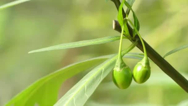 Solonum laciniatum. Solanum è un genere ampio e diversificato di piante da fiore . — Video Stock