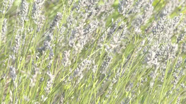 Lavandula latifolia é uma planta com flor pertencente à família Lamiaceae, nativa da região mediterrânica, de Portugal a Itália (Ligúria). ). — Vídeo de Stock