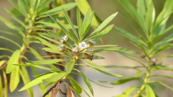 Globularia salicina (Globularstrauch) ist ein Strauch, der im Madeira-Archipel und auf den zentralen und westlichen Kanarischen Inseln beheimatet ist.. — Stockvideo