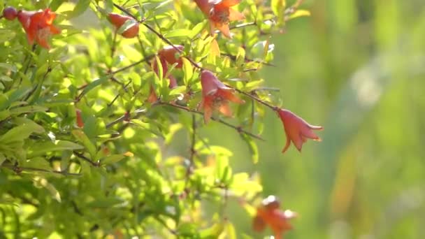 Nar, botanik adı Punica granatum nana, meyve taşıyan yaprak döken bir çalı veya küçük ağaç aile Lythraceae var. Günümüz Iran bölgede kaynaklı bir büyü. — Stok video