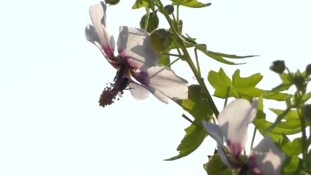 Lavatera acerifolia, malva de risco (Malvaceae, Malveae), переводится как "Мальвацее". Опыляется насекомыми, особенно пчелами и Бомбом. Этот эндемизм имеет средиземноморское происхождение . — стоковое видео