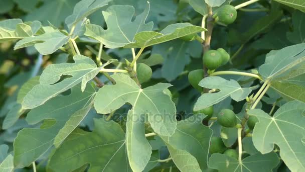 Ficus carica ist eine asiatische Blütenpflanze aus der Familie der Maulbeergewächse, die als Gemeine Feige (oder einfach Feige) bekannt ist. es ist die Quelle der Frucht, die auch Feige genannt wird, und als solche ist eine wichtige Ernte. — Stockvideo