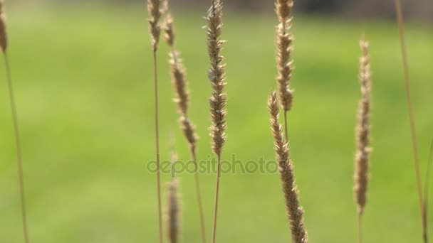 Meisengras (Phleum pratense) ist ein mehrjähriges Gras, das in den meisten Teilen Europas beheimatet ist, außer im Mittelmeerraum (Phleum-Gattung). es ist timothy, oder als Wiese Katzenschwanz oder gemeiner Katzenschwanz. — Stockvideo