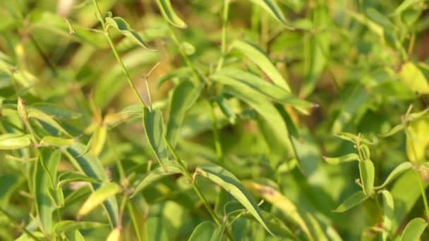 Vincetoxicum hirundinaria, commonly named white swallow-wort (its seedpods are reminiscent of a swallow's wing, or tail), is long-lived herbaceous perennial of genus Vincetoxicum in family Apocynaceae — Stock Video