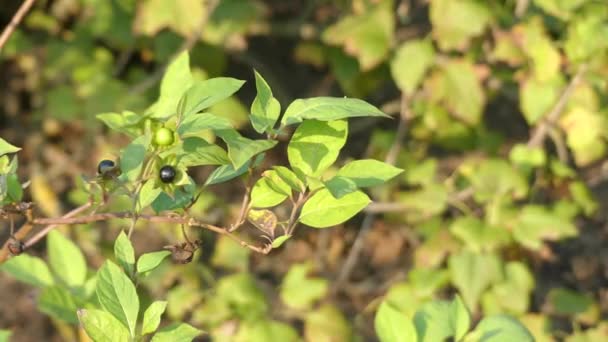 颠茄，颠茄或致命的茄属植物，俗称是茄科茄科多年生草本植物 （地面芽根状茎植物）. — 图库视频影像