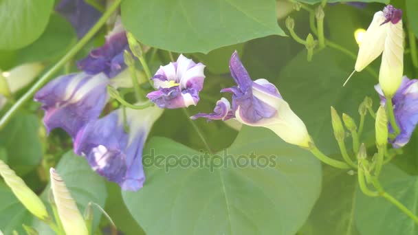 Τρίχρωμος Ipomoea (grannyvine ή δόξα πρωινού) είναι φυτό στην οικογένεια Convolvulaceae, ιθαγενή στην τροπικές περιοχές του νέου κόσμου. Τα λουλούδια είναι μπλε σάλπιγγα-διαμορφωμένα με λευκό κέντρο. — Αρχείο Βίντεο