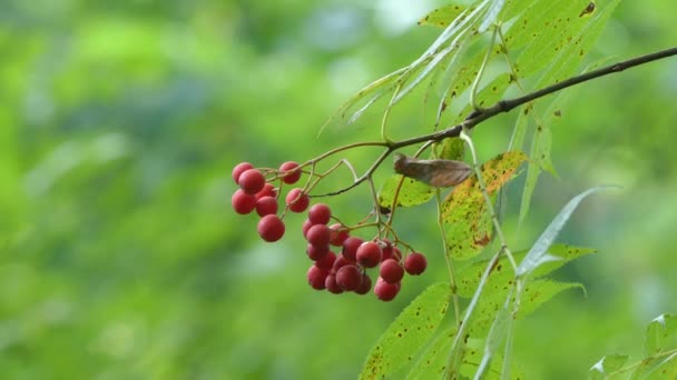 Sorbus commixta, Japanse rowan, is een bloeiende plant uit de rozenfamilie (Rosaceae), inheems in Japan, Sachalin (in Russische Verre Oosten) en Koreaanse eiland van Ulleungdo. — Stockvideo