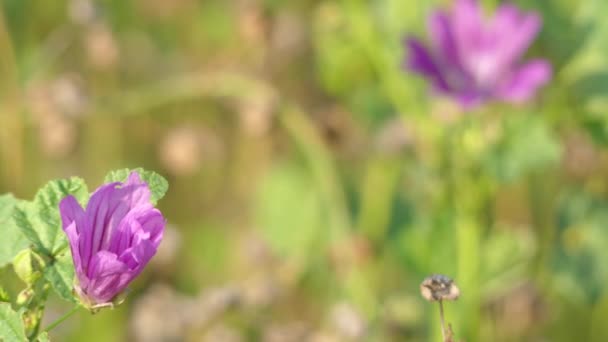 ウスベニアオイはゼニアオイ属ウスベニアオイ アオイ科の家族の中の種を属のタイプ種と見なされます。英語を話すヨーロッパ人に一般的なアオイ科の植物として知られています。. — ストック動画
