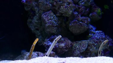 Taenioconger hassi--dan Batı Atlantik Moray yılan balığı. Zaman zaman onun yol akvaryum ticaret yapar. 40 cm uzunluğunda boyutu büyür.