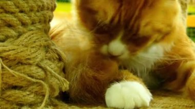 Maine Coon en büyük Evcil doğurmak-in kedi biridir. Kuzey Amerika'da, devletin resmî kedi nerede Maine için özellikle yerli en eski doğal doğurmak biridir.