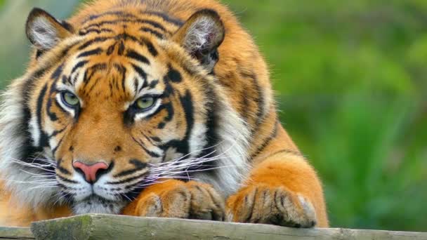 El tigre real de Bengala (Panthera tigris), es la subespecie de tigre más numerosa. Es animal nacional de la India y Bangladesh . — Vídeos de Stock