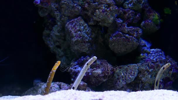 Taenioconger hassi is Moray Eel from Western Atlantic. It occasionally makes its way into aquarium trade. It grows to size of 40cm in length. — Stock Video