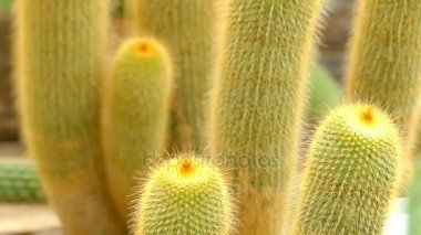 Odak transfer: Parodia leninghausii sık houseplant bulunan Güney Amerika kaktüs türü olduğunu. Limon topu, altın top ve sarı kule kaktüs ortak adlarını içerir.