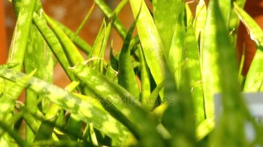Sansevieria parva çiçekli bitki, anavatanı Afrika, Madagaskar ve Asya olduğunu. Ortak adları dahil anne-in-law'ın dili, Şeytan'ın dili, cinler'ın dil, yay dize kenevir, yılan bitki ve yılan dili