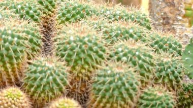 Odak transfer: Mammillaria compressa bu alt familya Cactoideae kaktüs türü.