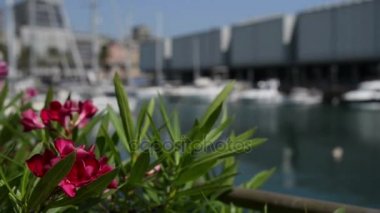 Nerium oleander bir yaprak dökmeyen çalı veya küçük ağaç dogbane aile Apocynaceae, onun her yerinde zehirli olduğunu. Sadece şu anda cins Nerium gizli tür olduğunu.