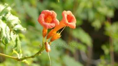 Campsis radicans (trompet asma veya trompet sarmaşık, Kuzey Amerika'da inek kaşınma asma veya sinek kuşu asma da bilinir), çiçekli bitki ailesinin Bignoniaceae tür olduğunu.