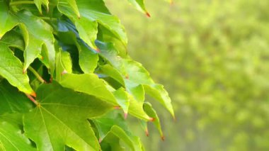 Parthenocissus tricuspidata, üzüm ailesi (asma) Doğu Asya'da Japonya, Kore ve Çin'e çiçekli bitkidir. Yaprak döken odunsu asma için 30 m büyüyen öyle uzun boylu ya da daha fazla.