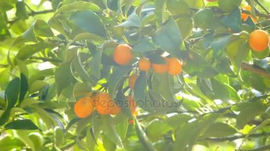 Kumquats (cumquats, narenciye japonica) aile Rutaceae, cins Fortunella, ya da narenciye sensu lato. Yenilebilir meyve portakal (Citrus sinensis) benzer. Kamkat oldukça soğuk hardy narenciye olduğunu.