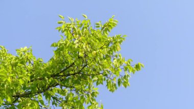Celtis occidentalis, ortak hackberry bilinen büyük yaprak döken ağaç Kuzey Amerika yerli olduğunu. Olarak da bilinen bu nettletree, Kuzey hackberry sugarberry, beaverwood.