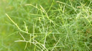 Koeberlinia spinosa çiçekli bitki güneybatı ABD ve Meksika diken, allthorn ve çarmıha diken taç gibi birkaç ortak adlarıyla da bilinen yerel familyasından.