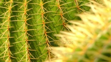 Odak transfer: Ferocactus histrix Ferocactus Meksika tür olduğunu.