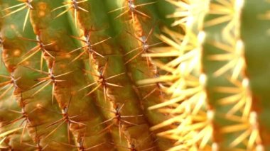 Odak transfer: Ferocactus histrix Ferocactus Meksika tür olduğunu.