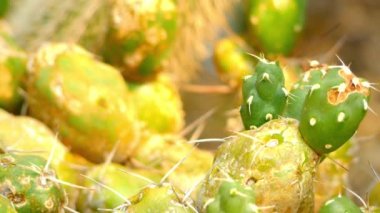 Odak transfer: Cereus forbesii. Cereus kaktüsler (aile Cactaceae) cinsi olan Güney Amerika'dan büyük sütunlu kaktüsler yaklaşık 33 türler de dahil olmak üzere. Adı Yunanca türetilmiştir: balmumu veya meşale.