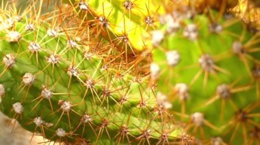 Odak transfer: Echinopsis candicans tür kaktüs Kuzey ve Batı Arjantin (Monte çöl) olduğunu. Geceleri açık büyük kokulu beyaz çiçekler vardır.