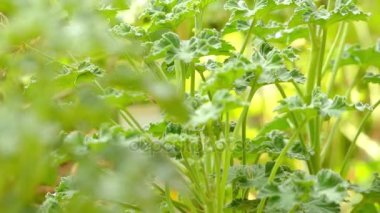 Odak transfer: ıtır olduğunu çok yıllık bitkiler, succulents ve çalılar, sardunyalar bilinen yaklaşık 200 tür içeren cins çiçekli bitkiler (Amerika Birleşik Devletleri de storksbills).