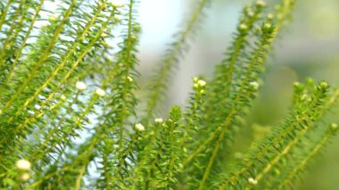 Phylica ericoides. Phylica aile Cehrigiller bitki cinsidir. Yaklaşık 150 türler, Güney Afrika, nerede onlar fynbos parçası formu çoğunluğu kısıtlanır içerir.