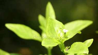 Yüksük otugiller ailesindeki Teedia luciaa. Yüksük otugiller figwort aile olarak bilinen çiçekli bitkiler familyasıdır. Bitkiler yıllık ve çok yıllık bitkiler, çalılar, tek cins şunlardır.