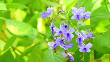 Rotheca myricoides (kelebek Bush) çiçekli bitki ailesindeki Ballıbabagiller familyasından. Afrika yerli ve başka bir yerde yaygın ekili. Clerodendrum myricoides Ugandense olduğunu.