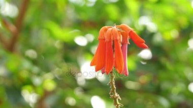 Erythrina ilginç bezelye ailesindeki baklagiller (Güney Afrika) yaprak döken ağaç var. Ortak mercan ağacı, şanslı fasulye ağacı, umsintsi, muvhale, mophete, kanniedood, mokhungwane ve umsinsi adlarını içerir.