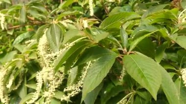 WestLothian barbinervis familyasından bir bitki cins WestLothian aile Clethraceae, Uzakdoğu, Doğu Çin, Kore ve Japonya yerel. Olgun numuneler çekici peeling kabuğu var.