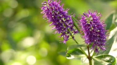 Hebe speciosa bitki muz ailesinin ortak tarafından bilinen tür olduğunu Yeni Zelanda hebe, gösterişli hebe ve gösterişli speedwell adlandırır. Her çiçek kısa boğaz dört loblu corolla Yayilim vardır.