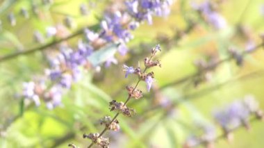 Odak transfer: Vitex agnus-castus vitex, iffetli ağacı, chasteberry, İbrahim'in merhem, Lila chastetree veya keşiş 's biber, olarak da bilinir, Akdeniz bölgesinin Yerel.